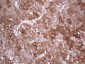 PPA2 (6W7) Mouse Monoclonal antibody